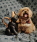 路L家-M12617 POOCH BAG手袋法鬥狗 棕色