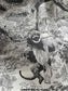 迪D家-動物世界-90真絲方巾